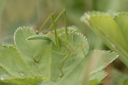 Pasikonik, pasikonik zielony (Tettigonia viridissima), 