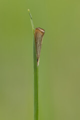 Wachlarzyk ździeblaczek (Chrysoteuchia culmella), owad na zielonym tle, 