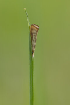 Wachlarzyk ździeblaczek (Chrysoteuchia culmella), owad na zielonym tle, 