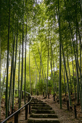 誰もいない美しい日本の竹林
