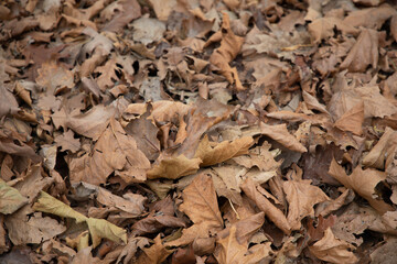 leaves dead natural background of autumn leave fallen to the ground