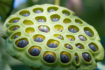 蓮台 花托 ハスの花 水蓮の花 水辺に咲く蓮