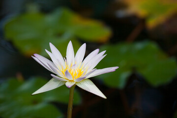 水面に咲くハスの花 水蓮の花 水辺に咲く蓮