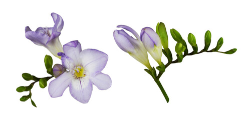 Set of purple freesia flowers and buds isolated on white or transparent background