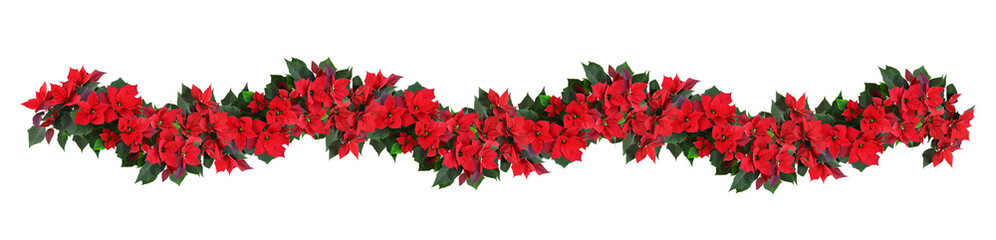 Christmas poinsettia red flowers in a floral garland isolated on white or transparent background