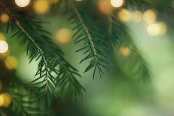 Fototapeta na wymiar Green twigs of coniferous tree and holiday garland lights on soft background