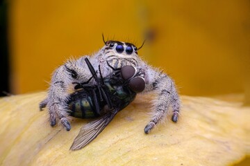 Macro photo ,Jumping spider on a green leaf