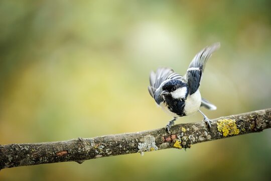 Macro shot of an angry black-capped chickadee perching on the branch