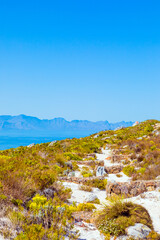 Fototapeta na wymiar Coastal mountain landscape with fynbos flora in Cape Town.