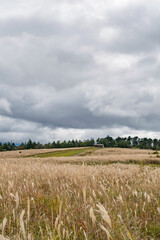 Landscape field of wheat and sky
