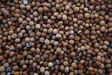 Closeup or macro of Gymnocalycium Cactus seeds, Cactus or succulent that breed from thailand. Plant seeds for planting
