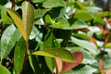 Obraz premium Closeup view of beautiful green leaves with water drops, space for text