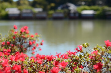 京都　長岡天満宮の八条ヶ池とキリシマツツジ
