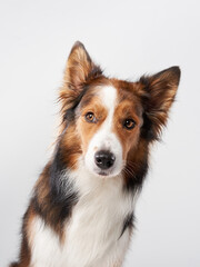 Happy Border Collie dog on a white background. Funny pet in the studio