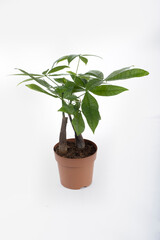 A money tree (pachira) in a white pot and against a white background for a modern look in home gardening and decor.