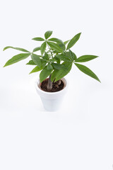 A money tree (pachira) in a white pot and against a white background for a modern look in home gardening and decor.