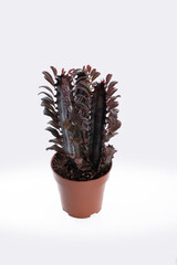 Euphorbia trigona (Latin Euphorbia trigona) cactus with a high prickly stem in a clay pot on a white wall background. Flora home indoor plants flowers.