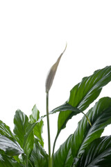 Spathiphyllum plant in front of white background