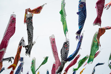 Japanese carp kites in the garden. Carp streamer fly in the sky decoration for children's day in Japan with sunlight background.