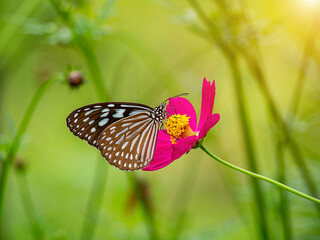 Close up butterfly on cosmos flower with blur background.
