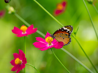 Close up butterfly on cosmos flower with blur background.