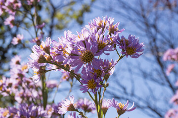 シオン 紫苑 Aster