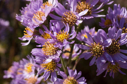 紫苑 Aster tataricus 
