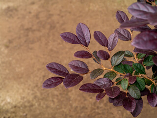 Close up Chinese fringe leaves, Chinese witch hazel or Loropetalum with blur background.