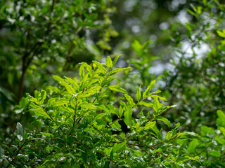 Fototapeta na wymiar Close up Pomegranate, Punica apple leaves with blur background.