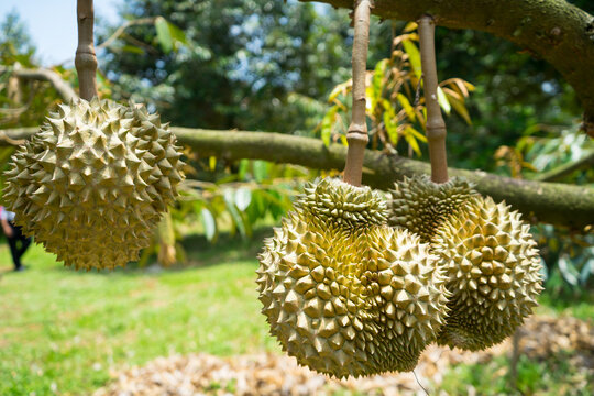 Durians on the durian tree plantation  orchard . King of fruit in the tropical area ,Thailand is the best product.