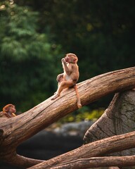 Vertical shot of a cute little monkey with brown hair sitting on a wooden branch in a zoo © Krummschi/Wirestock Creators