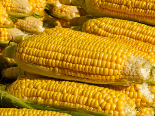 fresh sweet corns in the market