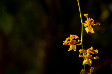 Cymbidium hartinahianum and water drops, in shallow focus, is an orchid endemic to North Sumatra,...