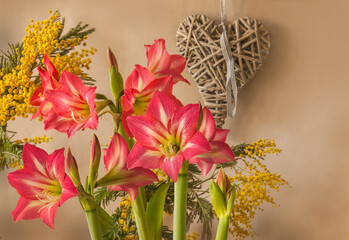 Background for spring calendar, postcards with hippeastrum (amaryllis), mimosa and heart.