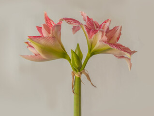 Hippeastrum (amaryllis)   'Pretty Nymph' on a gray background.