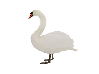 swan isolated on white background