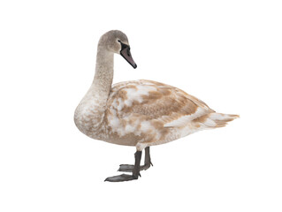 young swan isolated on white background