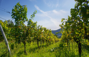 Fototapeta na wymiar Row of green vine. Vineyards against blue sky