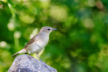 Garden warbler (Sylvia borin) sitting on a rock in spring.