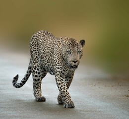Closeup of an African leopard walking through a road in Kruger National Park, South Africa