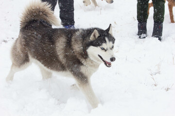 Photo of the happy dog in winter