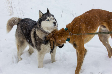 Photo of the happy dog in winter
