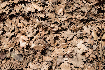 Dry gray deciduous tree on the ground, background, texture.