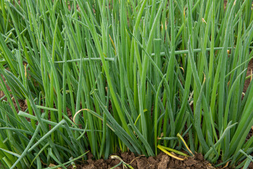 Obraz premium green onion crop plant cultivated at agriculture field or farm.