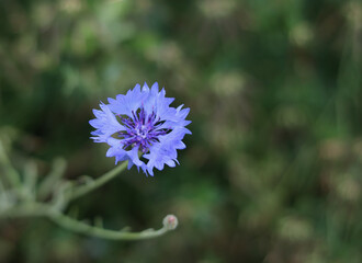 Close up of pretty soft blue cornflower bloom with soft bokeh background