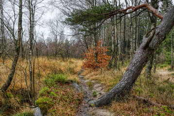 Waldweg im Hohen Venn in Belgien