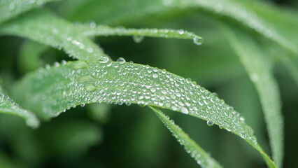 Plant green Leaf with dew water drops close up.