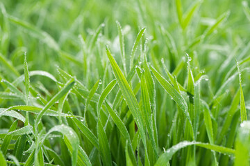 Plant green Leaf with dew water drops