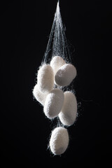 natural silk with silkworm cocoons isolated on black background.