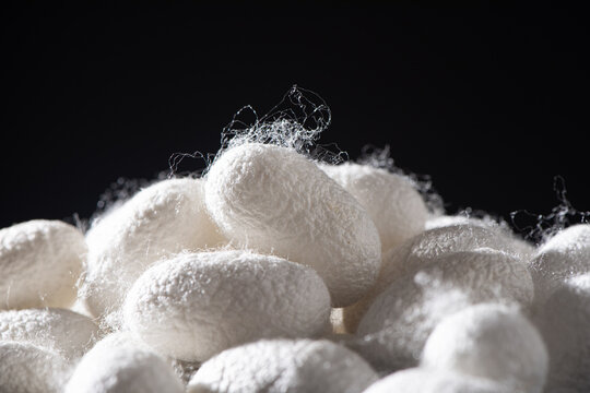 natural silkworm cocoons isolated on black background.